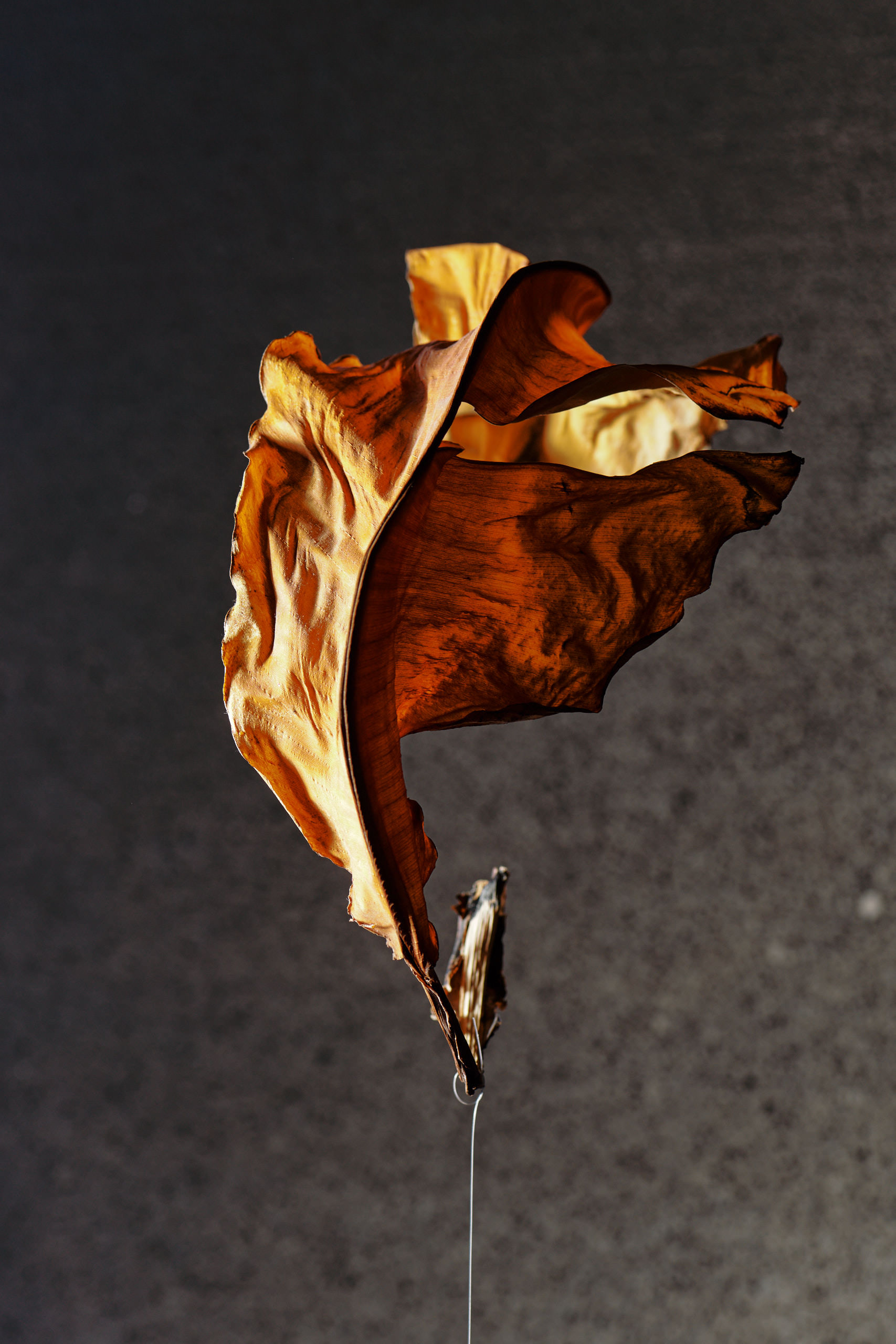 _LUX4633